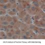 Fetuin B (FETUB) Antibody