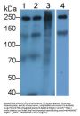 Fibronectin (FN) Antibody