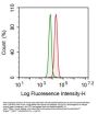 Fibronectin (FN) Antibody