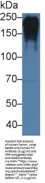 Fibronectin (FN) Antibody
