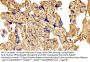 Fibronectin (FN) Antibody