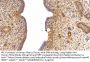 Fibronectin (FN) Antibody