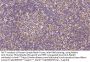 Fibronectin (FN) Antibody