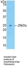 Fibronectin Antibody