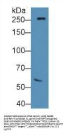 Fibronectin Antibody