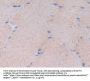 Fibronectin Antibody
