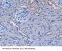 Fibronectin Antibody
