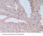 Fibronectin Antibody