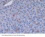 Fibronectin Antibody