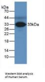 Ficolin 3 (FCN3) Antibody