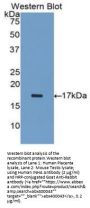 Inhibin Alpha (INHA) Antibody