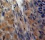 Inhibin Alpha (INHA) Antibody