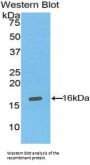 Inhibin Alpha (INHA) Antibody