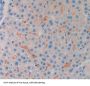 Myostatin (MSTN) Antibody