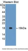 Neurotensin (NT) Antibody