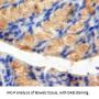 Neurotensin (NT) Antibody