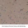 Osteocalcin Antibody