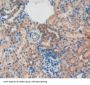 Osteocalcin (BGLAP) Antibody