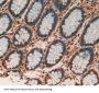 Prohibitin Antibody