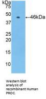 Protein C (PROC) Antibody