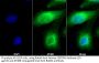 Septin 5 (SEPTIN5) Antibody