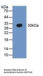 Septin 5 (SEPTIN5) Antibody