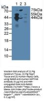 Septin 5 (SEPTIN5) Antibody