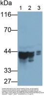 Septin 5 (SEPTIN5) Antibody