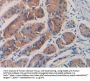 Septin 5 (SEPTIN5) Antibody