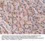 Septin 5 (SEPTIN5) Antibody