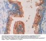 Septin 5 (SEPTIN5) Antibody
