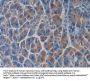 Septin 5 (SEPTIN5) Antibody