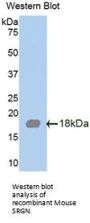 Serglycin (SRGN) Antibody
