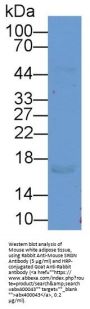 Serglycin (SRGN) Antibody