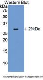 Caspase 9 (CASP9) Antibody