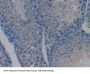 Caspase 9 (CASP9) Antibody