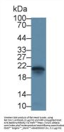Caveolin 1 (CAV1) Antibody