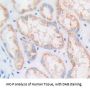 Cyclin D1 (CCND1) Antibody
