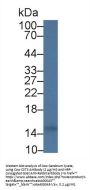 Cystatin C (CST3) Antibody