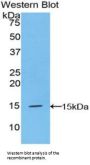 Cystatin C (CST3) Antibody