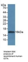 Cystatin A (CSTA) Antibody