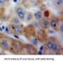 Cystatin A (CSTA) Antibody