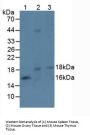 Ephrin A4 (EFNA4) Antibody
