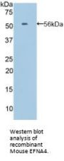 Ephrin A4 (EFNA4) Antibody