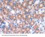 Ephrin A4 (EFNA4) Antibody