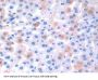 Ephrin A4 (EFNA4) Antibody