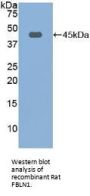 Fibulin 1 (FBLN1) Antibody