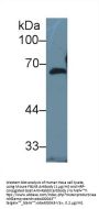 Fibulin 5 Antibody