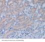 Fibulin 5 Antibody