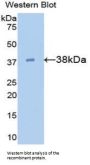 Galectin 4 Antibody